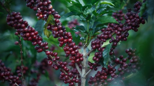 Cum să vă creșteți „ceașca de cafea”, în interior