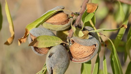 Migdalele de pământ, soluția ideală pentru productivitate pe timp de secetă, în Parcul Crâng