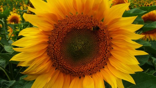 Bihor: AIEFA lansează o invitaţie la concursul naţional de fotografie pe teme agricole; participarea este gratuită