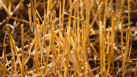 APIA: Fermierii au obligaţia respectării interdicţiilor de a incendia miriştile şi vegetaţia pajiştilor permanente