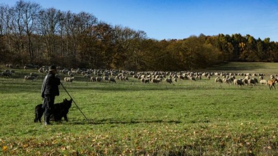 Adeverințe APIA pentru crescătorii de animale care doresc accesarea creditelor bancare