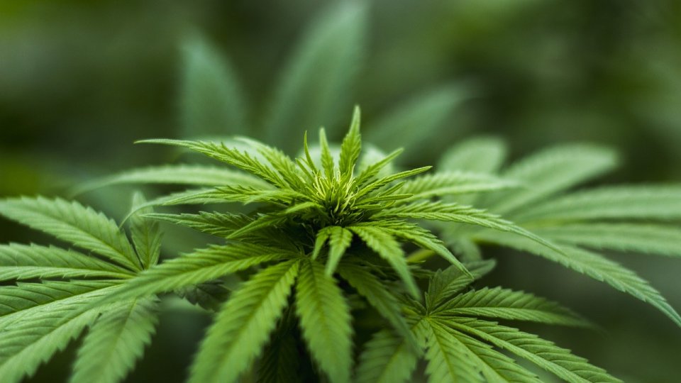 Sere de canabis, descoperite de polițiști și procurori