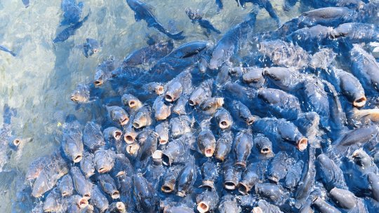 Preşedintele Iohannis a sesizat din nou la CCR Legea acvaculturii