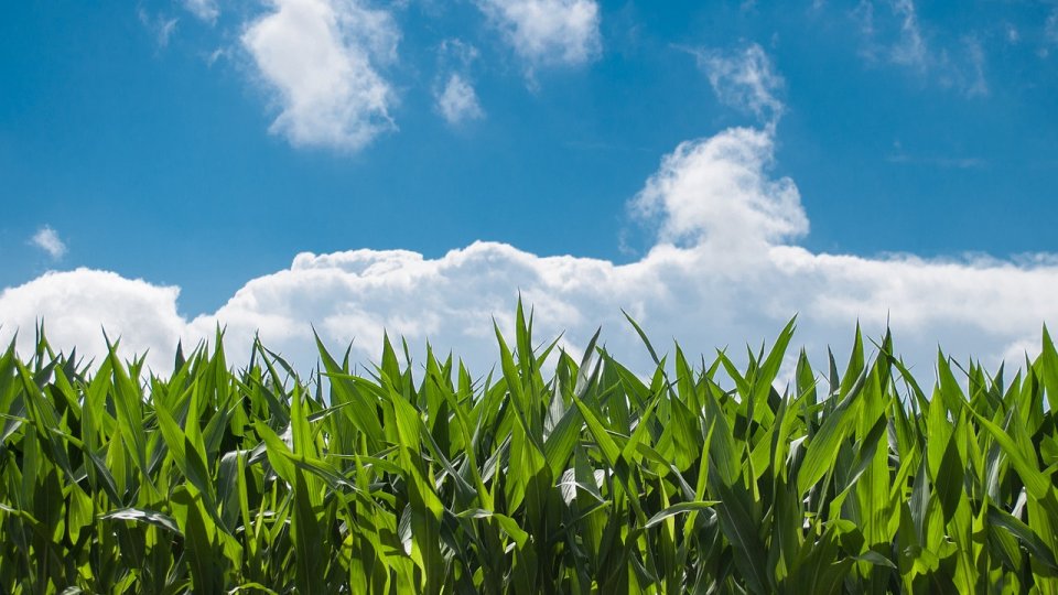 Peste 13 milioane de lei pentru susţinerea liceelor agricole, în acest an