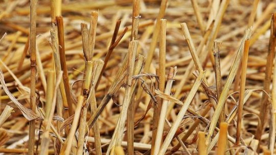 Apel al pompierilor: Nu mai igienizați terenurile prin ardere! 140 de incendii raportate în ultimele 24 de ore