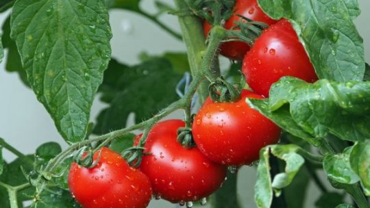 Performanță în legumicultură: Tomată în greutate de 1.220 de grame, obtinuță la Stațiunea de Cercetare Buzău