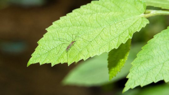 Sterilizarea ţânțarilor, noua strategie medicală pentru stoparea febrei denga