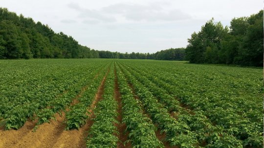 Agricultura ecologică în România are șanse reale de creștere până în 2030