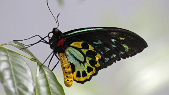 Fluturi spectaculoşi din lume pot fi văzuţi în cadrul Expoziţiei "O vară cât o viaţă de fluture"