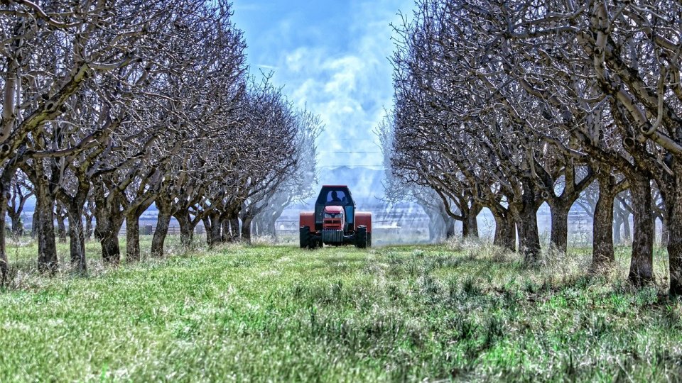 AFIR primește cereri de finanțare pentru înființarea grupurilor de producători în sectorul agricol sau pomicol