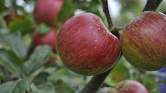 Pomicultorii din judeţul Giurgiu spun că recolta este mult mai bună decât în anii precedenţi