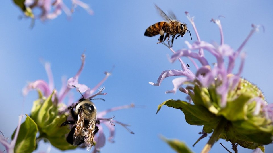 Avertisment al salvamontiştilor hunedoreni privind comportamentul insectelor din cauza caniculei