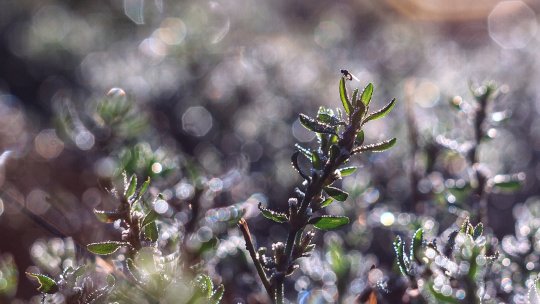 O lege a restaurării naturii a intrat în vigoare în toate statele UE