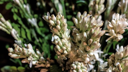 Turiştii sunt aşteptaţi la Gala Tuberozelor de la Hoghilag, în acest weekend