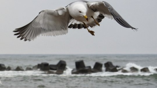 Proiect special, dus la bun sfârşit. Elevi din Pesac, în prima vacanţă la mare