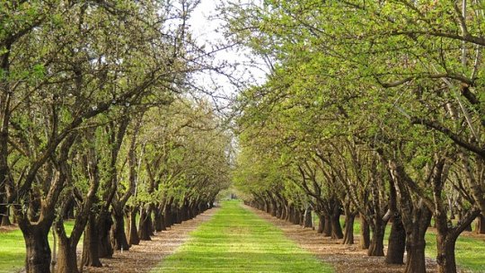 Îngrijirea corectă a pomilor pentru recolte abundente
