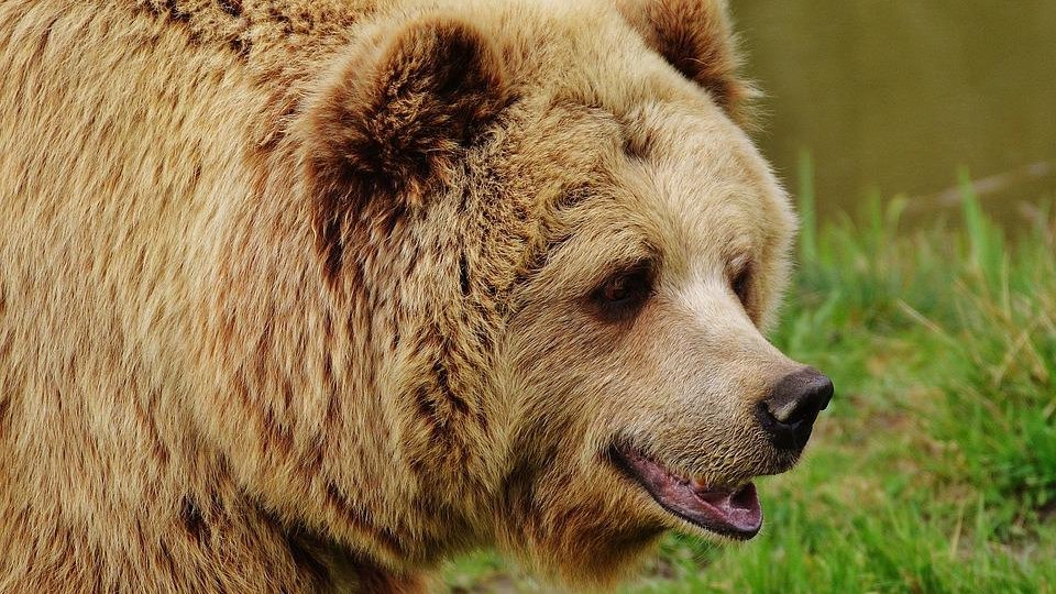 Bărbat atacat de urs la Cetăţuia; acesta are ruptură de mandibulă şi plăgi muşcate