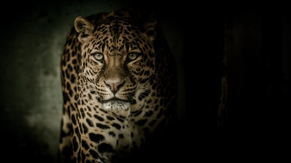 Un leopard l-a ucis pe proprietarul unei grădini zoologice din Slovacia