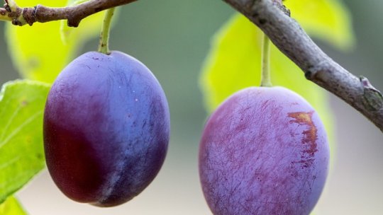 Recoltarea prunelor: ghid pentru valorificare optimizată