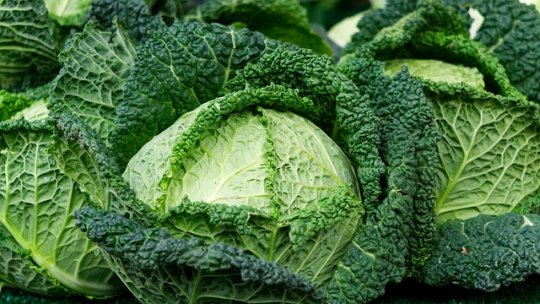 Păstrarea legumelor în stare proaspătă la nivelul gospodăriilor și fermelor - Partea II