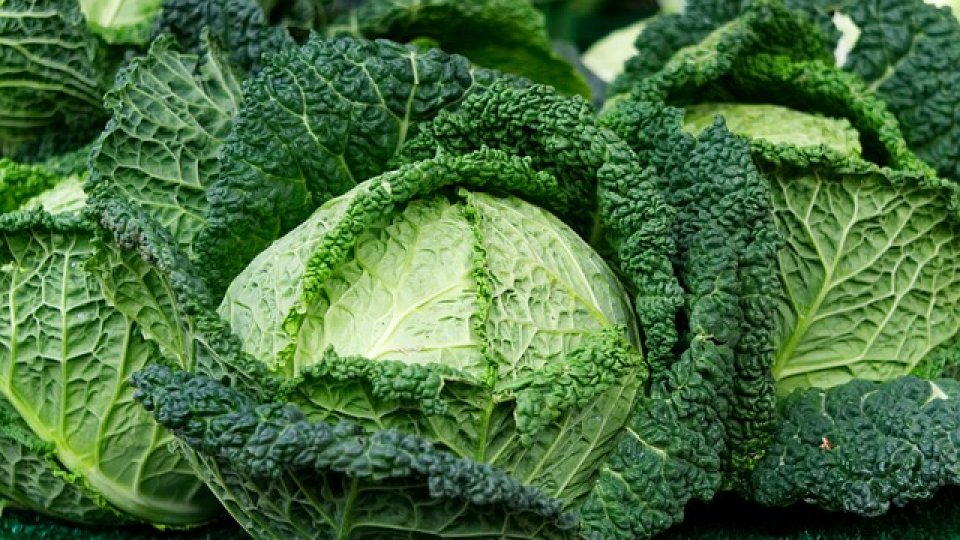 Păstrarea legumelor în stare proaspătă la nivelul gospodăriilor și fermelor - Partea II