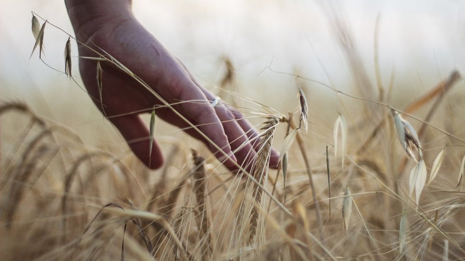 Schimbările în producția agricolă și alimentară pot reduce emisiile de gaze cu efect de seră cu o treime