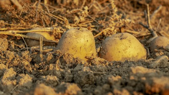 Agricultura inteligentă din punct de vedere climatic și Grupul Băncii Mondiale