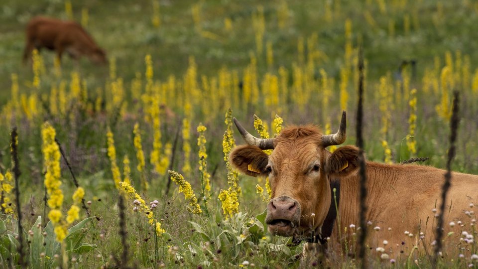 Consolidarea rezilienței și a securității alimentare și nutriționale, concomitent cu reducerea emisiilor de gaze cu efect de seră