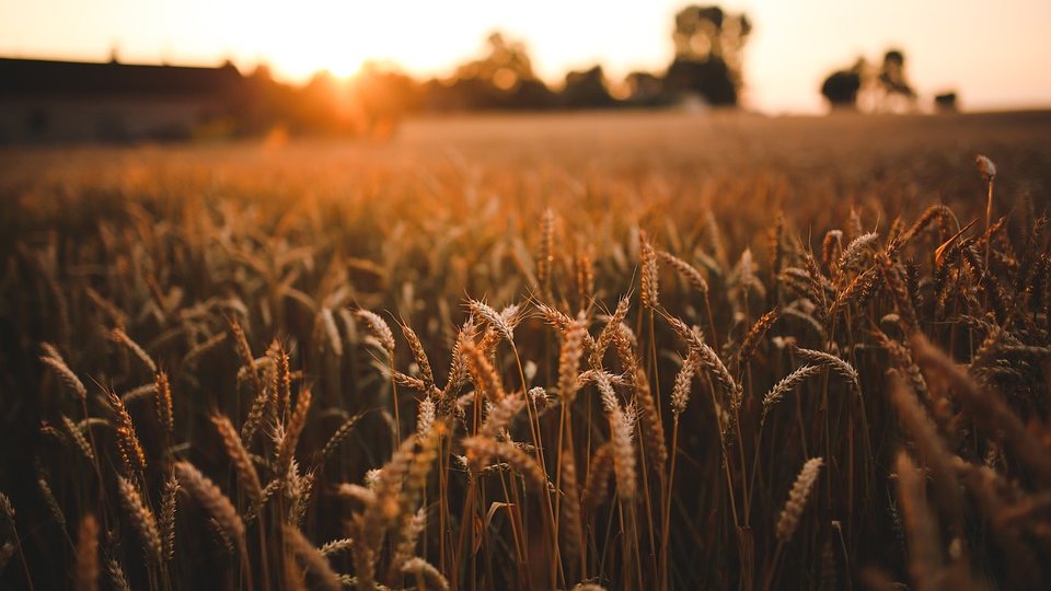 Situația alimentară mondială. Raportul FAO privind oferta și cererea de cereale