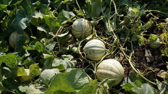 Pepenele indian Kajari, cu gust dulce de miere sau îngheţată de vanilie, cultivat și în România