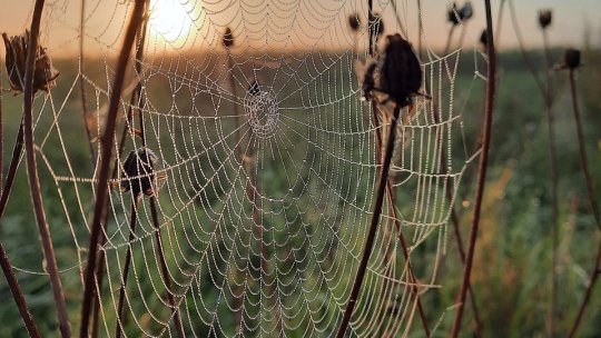 Parcul Comana și provocările biodiversității într-o lume în schimbare