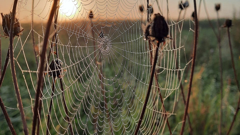 Parcul Comana și provocările biodiversității într-o lume în schimbare