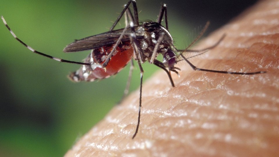 În România s-au înregistrat 27 de cazuri de infecţie cu virusul West Nile