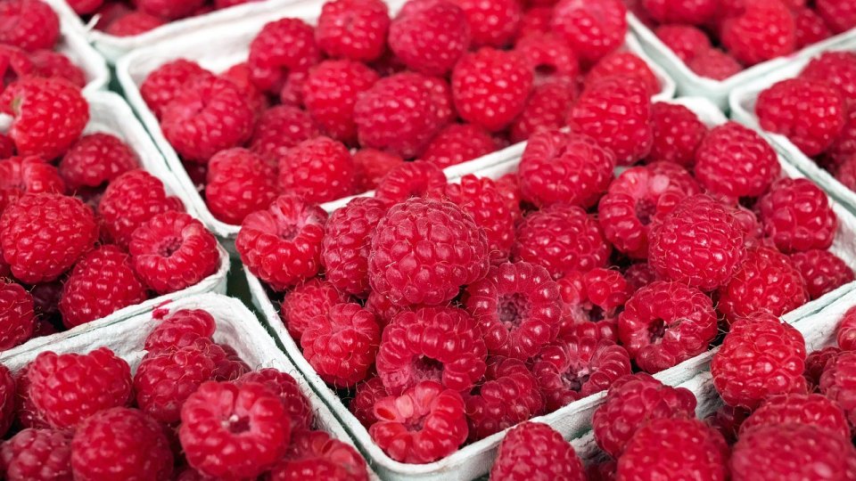 Arad: 300 de expozanţi, anunţaţi la Agromalim, cel mai mare târg agricol din vestul ţării
