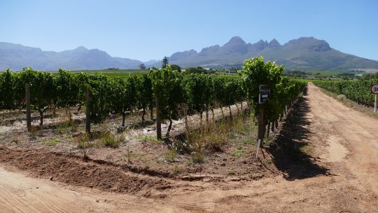 Comisia prelungește drepturile de plantare a viței de vie pentru a sprijini producătorii de vin