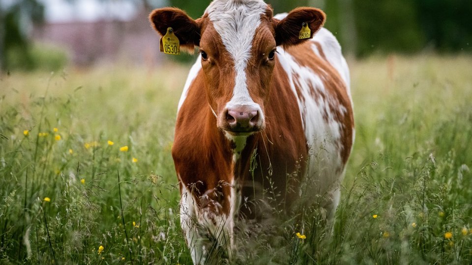 Valoarea pășunatului ca instrument de prevenire a incendiilor de vegetație