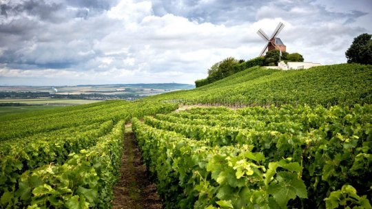 Comisia Europeană lansează un grup la nivel înalt pentru sectorul vitivinicol din UE