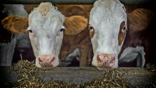 Proteine furajere: prezentare generală a producției UE și opțiuni pentru diversificarea surselor