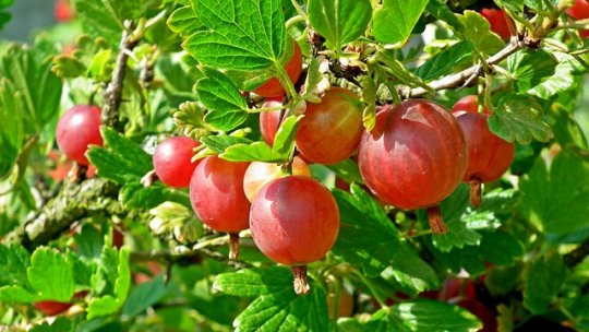 Agrișul, arbustul cu multiple virtuți alimentare și terapeutice