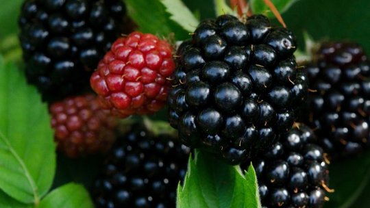 Cultura murului: beneficii și tehnici de cultivare