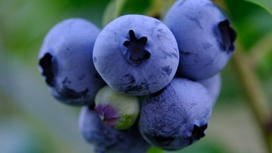 Cultura coacăzului: avantaje și tehnici de îngrijire