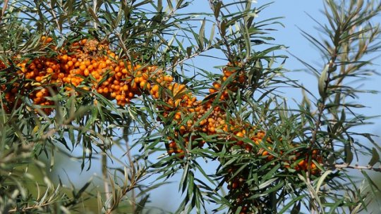 Cultura cătinei: valoare și tehnici de cultivare