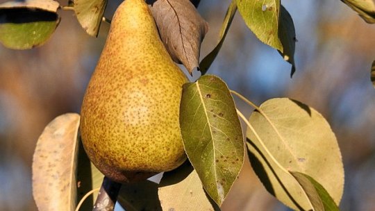 Cultura părului: avantaje și tehnici de îngrijire