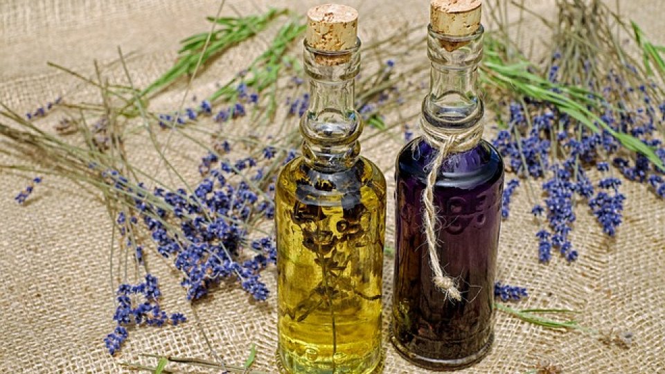 Lavanda: înmulțire și întrebuințări