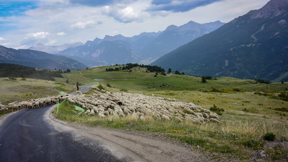 Un nou focar de pestă a micilor rumegătoare a fost confirmat în localitatea constănţeană Stejaru