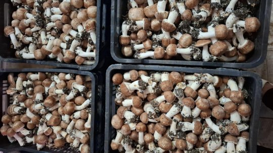 Sănătate din natură, secretul unei ciuperci terapeutice rare, cultivate în România