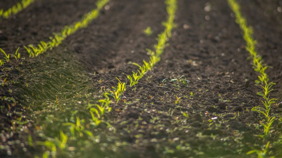 Agricultura și dezvoltarea rurală