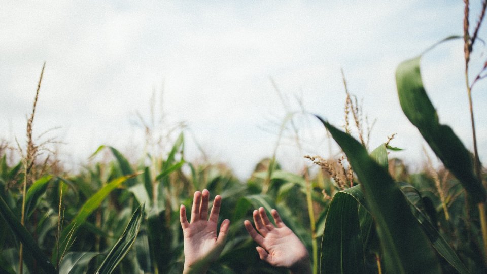 Studiu al Băncii Mondiale: Întreprinderile agricole de mari dimensiuni creează beneficii pentru micile exploatații învecinate?