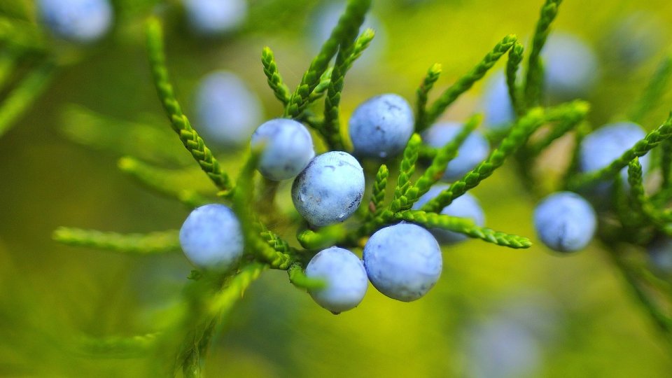 Culesul fructelor de pădure, o aventură între natură sălbatică și provocările sezonului