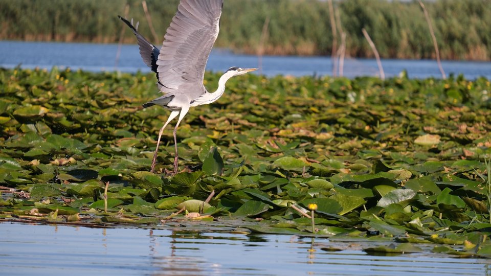 La Sulina începe Festivalul Dunării